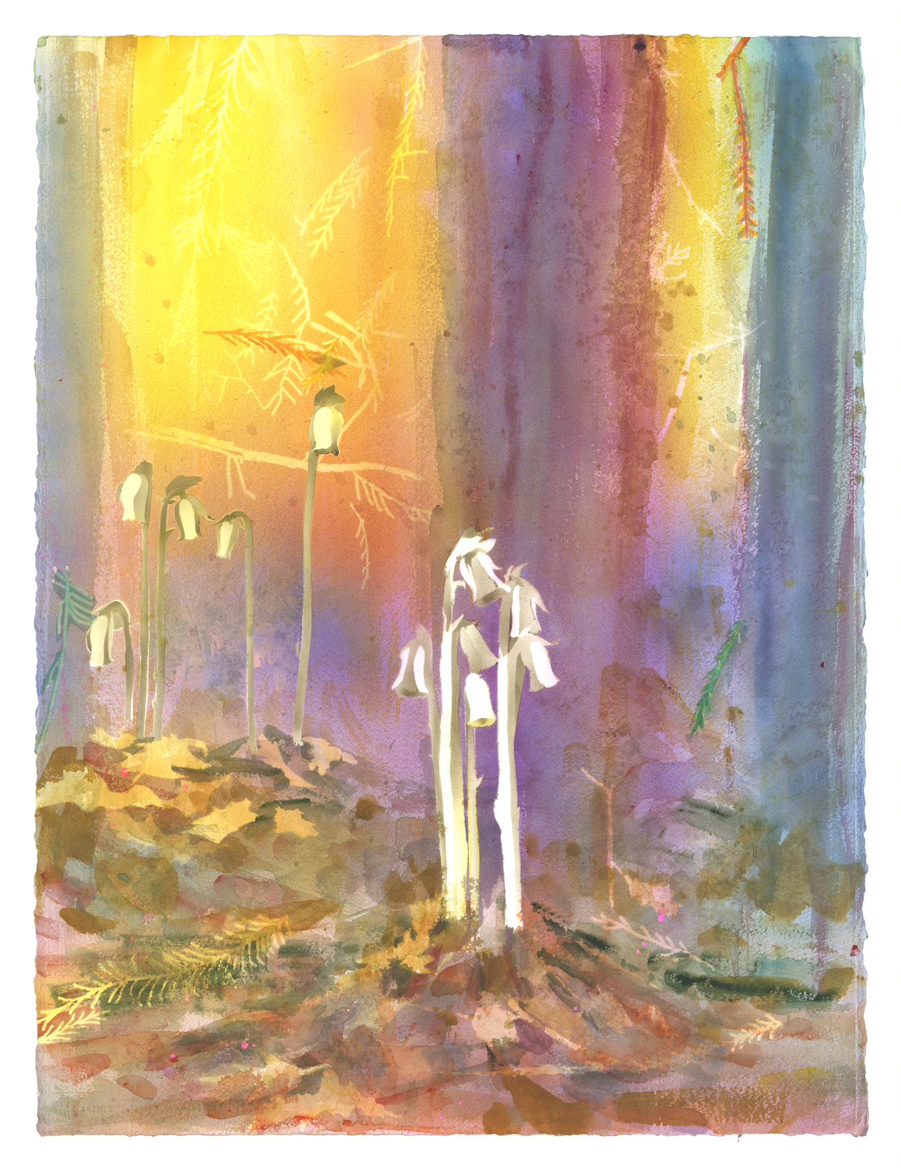 Watercolor painting depicting tall white flowering plants glowing luminously in a misty forest interior. Warm yellows and oranges suffuse the upper atmosphere while cool purples and blues dominate the shadowed undergrowth, creating an ethereal, dreamlike mood amid fallen logs and delicate fern fronds.