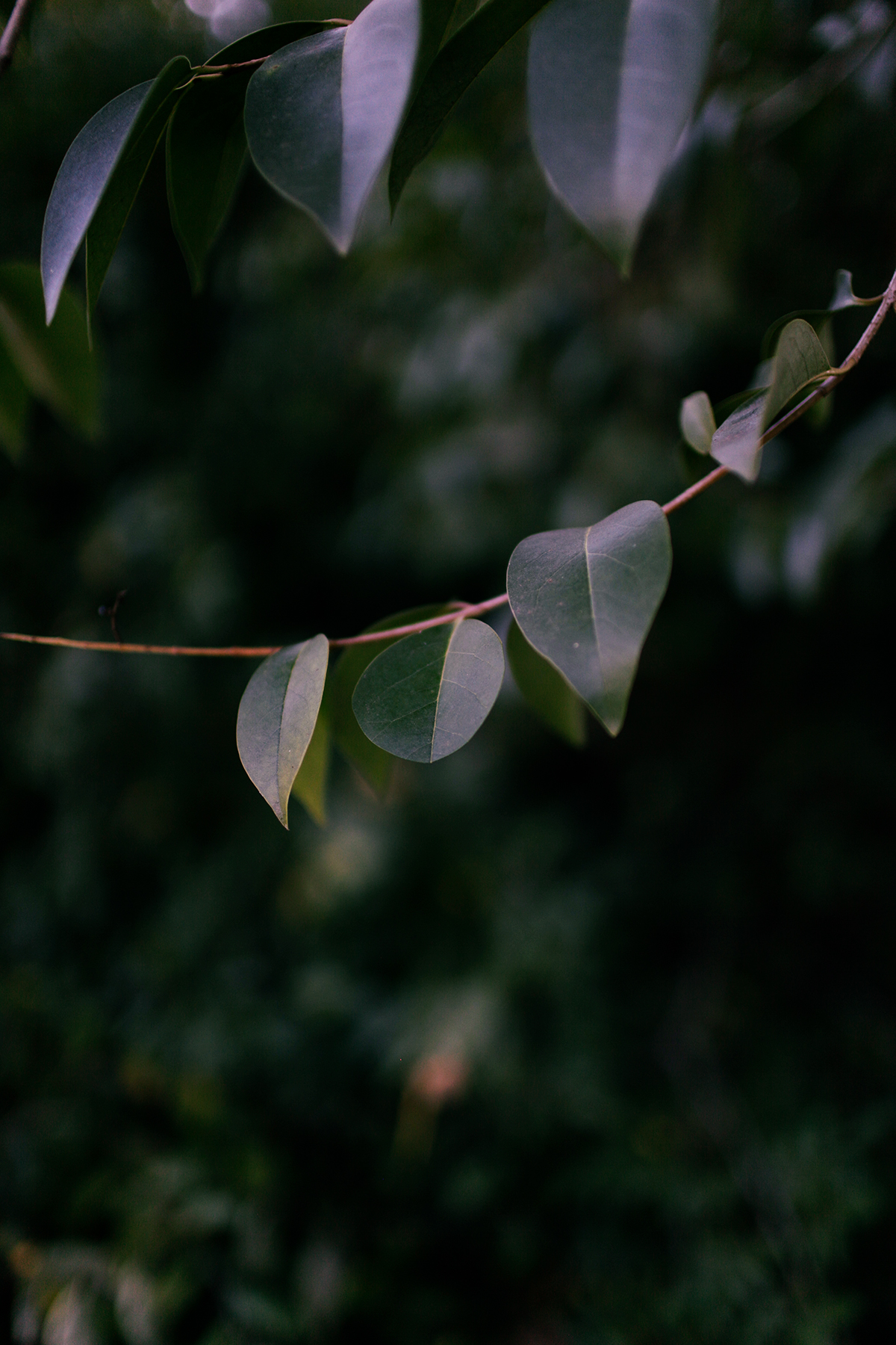 Close-up of eucalyptus branches with silvery-green oval leaves arranged along thin reddish stems, photographed against a soft, blurred dark green background. The delicate foliage is lit to emphasize the translucent quality of the leaves, creating subtle gradations of cool and warm tones.