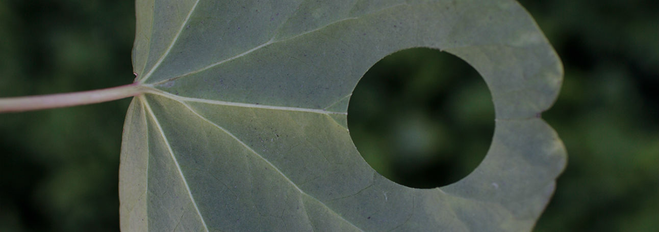 Pale gray-green leaf with radiating veins and a perfectly circular hole cut through its center, photographed against a soft, blurred green background.